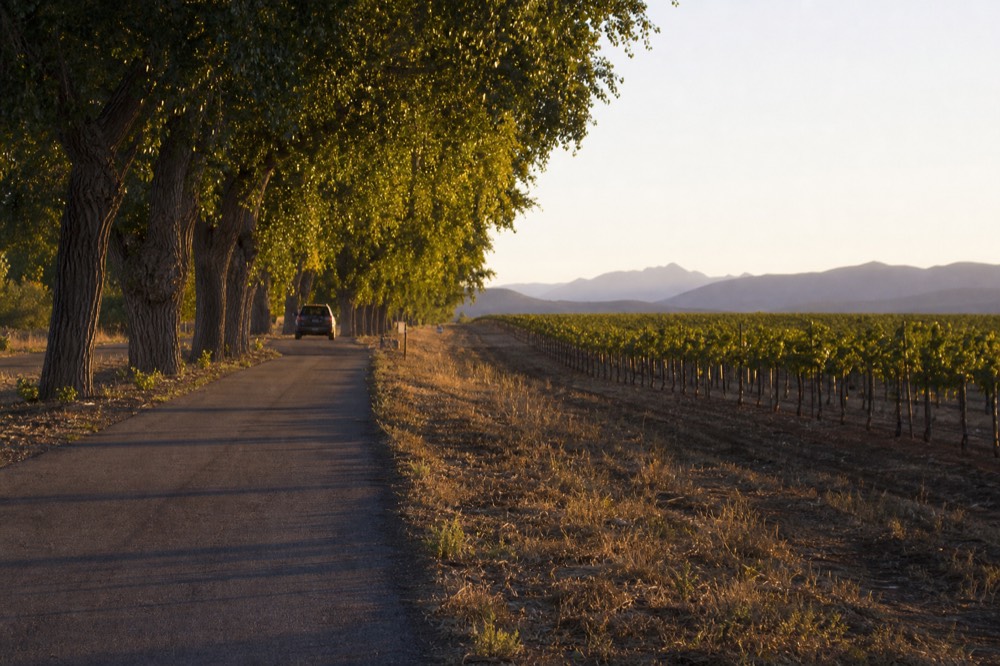 A narrow paved road running beside a line of cottonwood trees with vineyard rows opening out on the right