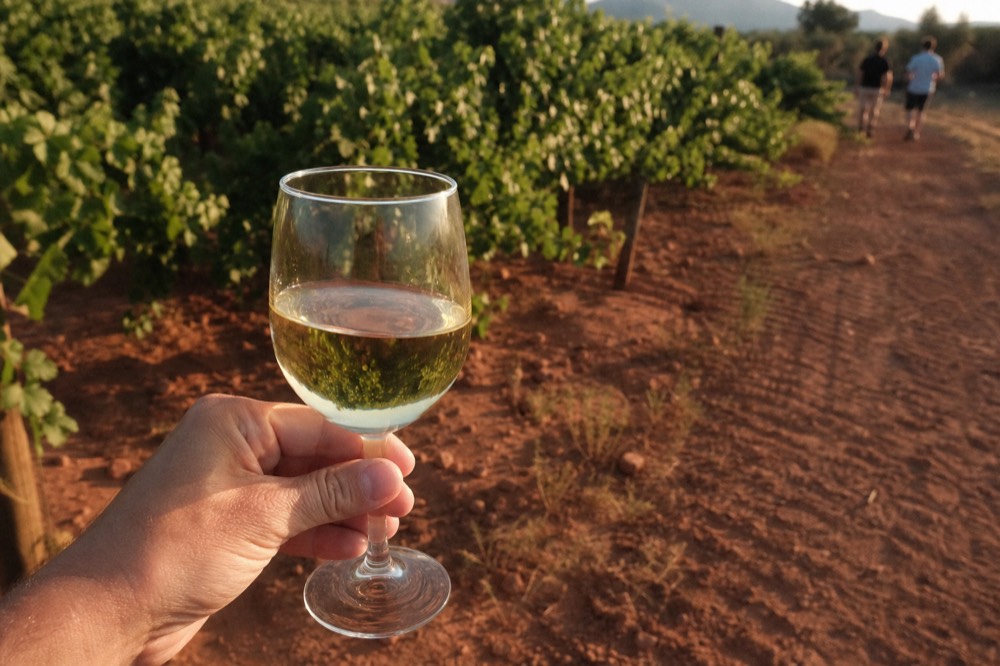A close view of a hand holding a glass of pale white wine against a background of blurred green vine leaves and dry reddish soil